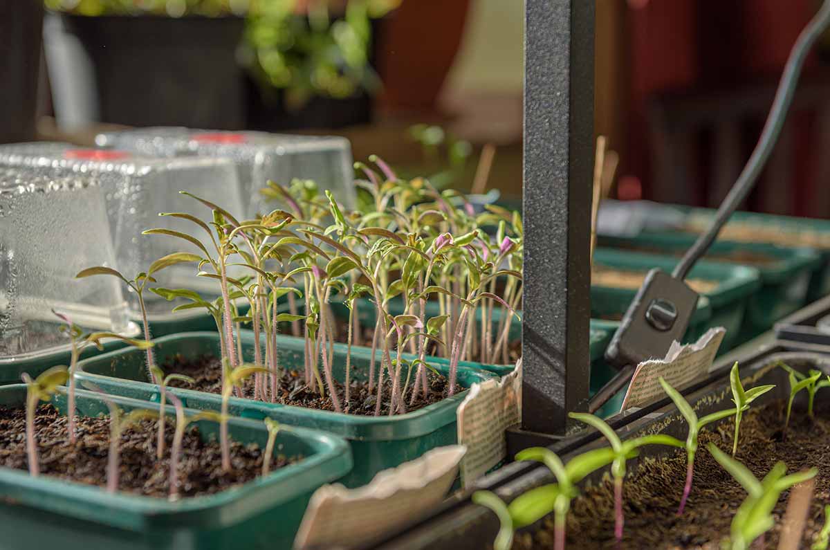 Zimmergewächshaus Gewächshaus Growing