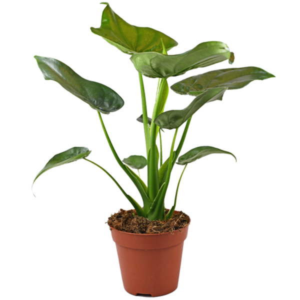 Alocasia Elefantenohr