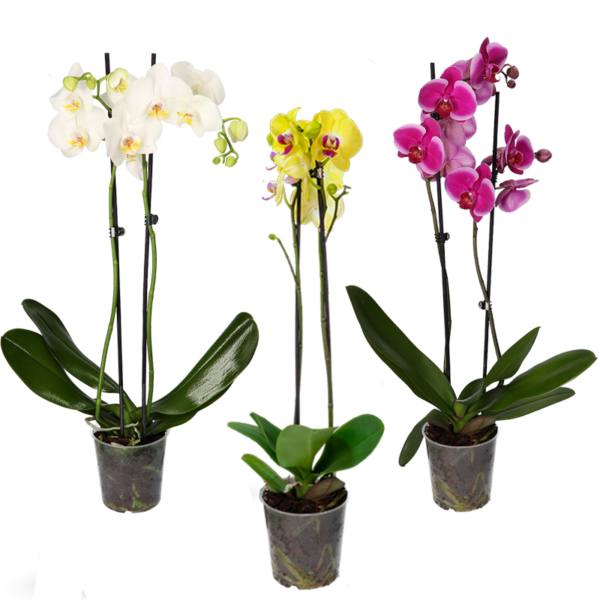 Orchidee 3er set