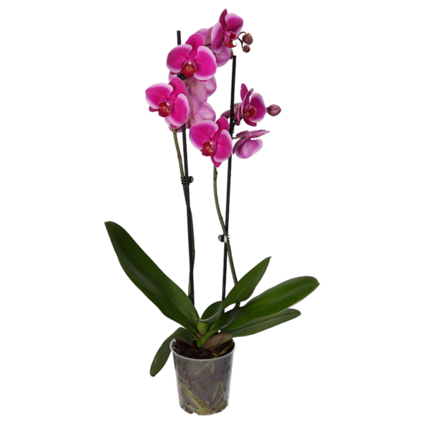 Phal Mix