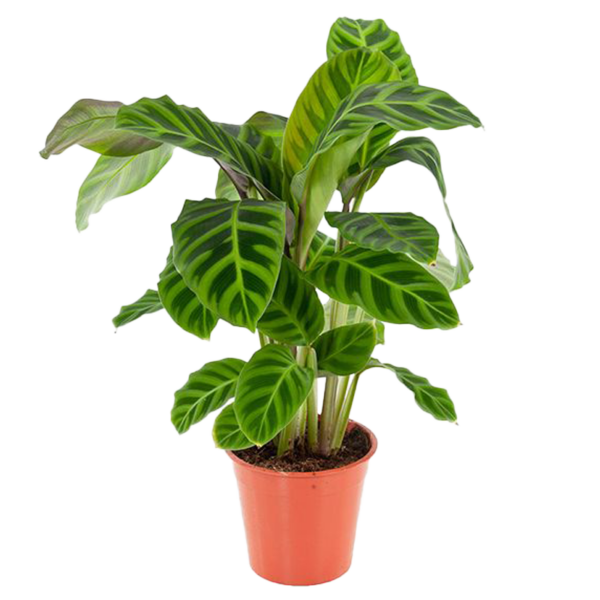 calathea zebrina