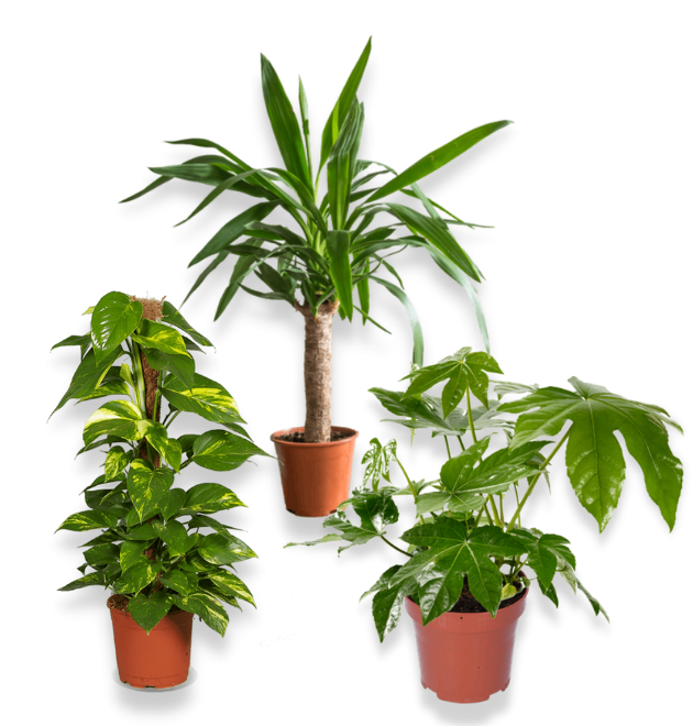 3er Set Efeu Yucca Fatsia