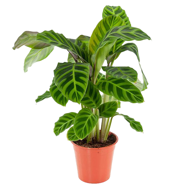 calathea zebrina