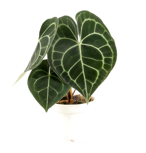 Anthurium “Clarinervium” | Samtblattanthurie | +/- 30cm | ø 12cm Topf