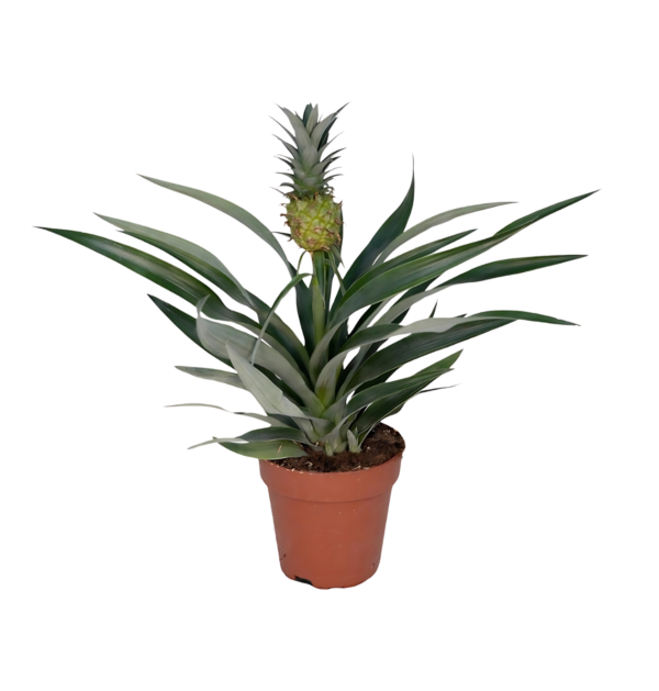 Bromelia “Ananas” | Ananaspflanze | +/- 30cm | ø 12cm Topf