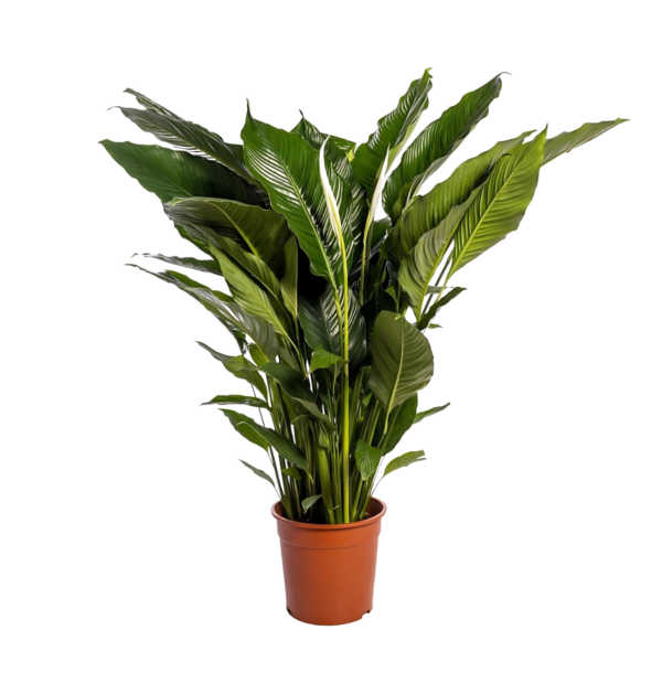 Spathiphyllum “Sweet Sebastiano” | Einblatt | +/- 110cm | ø 24cm Topf