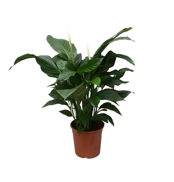 Spathiphyllum “Sweet Silvana” | Einblatt | +/- 80cm | ø 24cm Topf