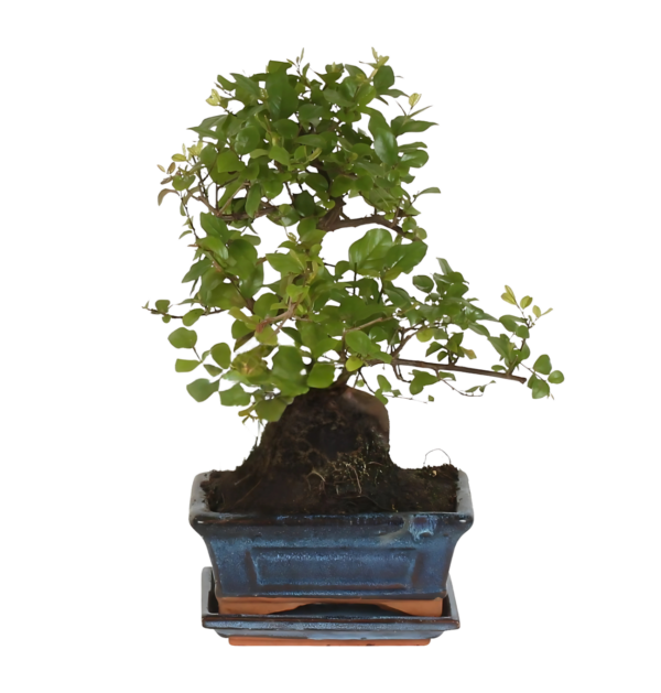 Bonsai-Baum “S-Form” | Bonsai S-Vorm | +/- 15cm | ø 15cm Topf