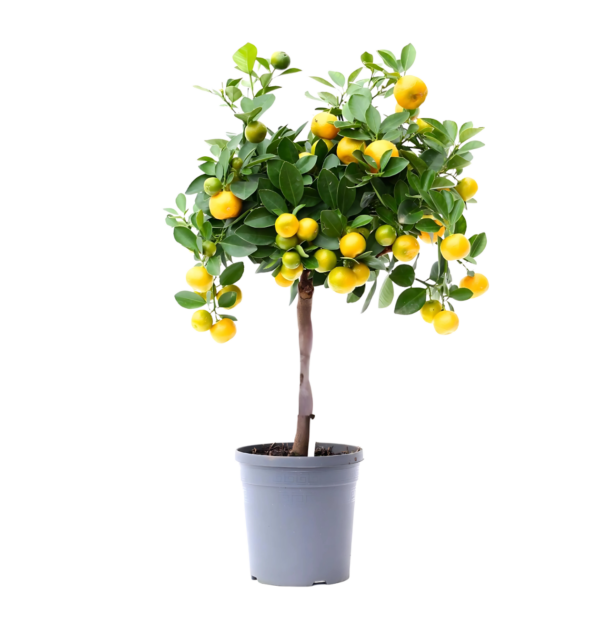 Citrus Calamondin | Zwergorangenbaum | +/- 45cm | ø 15cm Topf