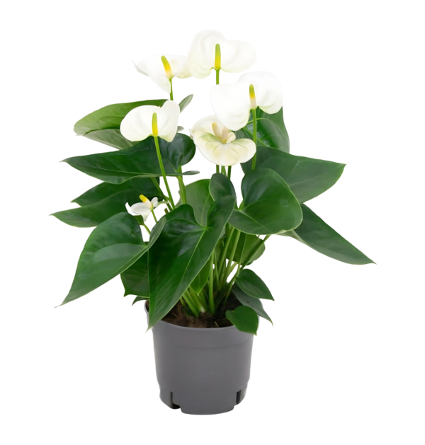 Anthurium “White” | Weiße Flamingoblume | +/- 43cm | ø 12cm Topf