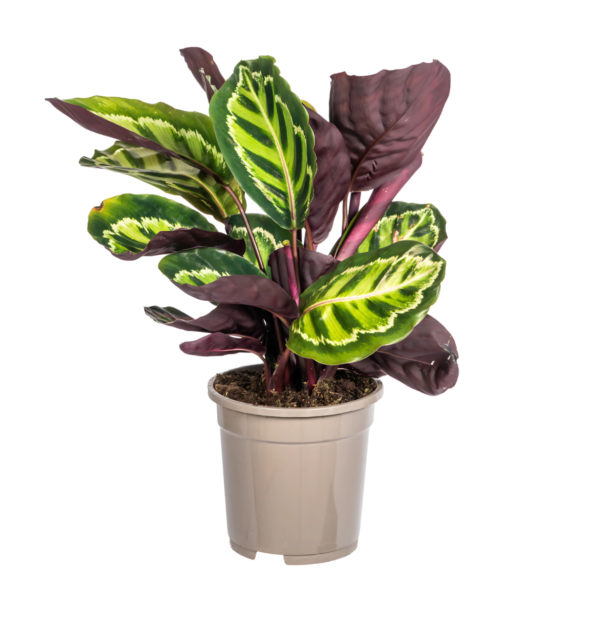 Calathea “Roseopicta” | Korbmarante | +/- 45cm | ø 17cm Topf