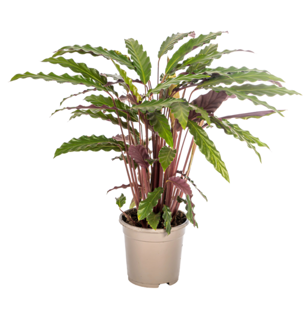 Calathea “Rufibarba” | Korbmarante | +/- 45cm | ø 17cm Topf