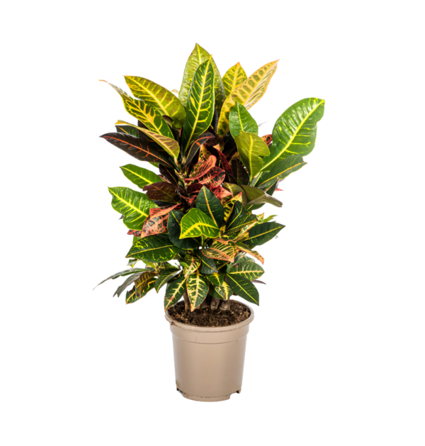 Codiaeum Croton “Petra” | Wunderstrauch | +/- 50cm | ø 17cm Topf