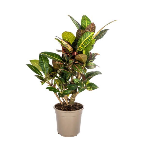 Codiaeum Croton “Petra” | Wunderstrauch | +/- 70-80cm | ø 21cm Topf