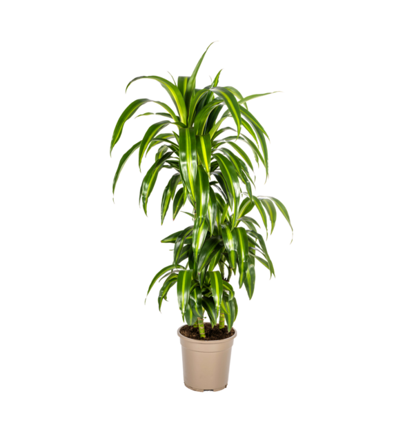 Dracaena Deremensis “Hawaiian Sunshine” | Drachenbaum | +/- 100cm | ø 21cm Topf