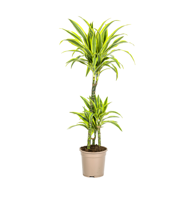 Dracaena Deremensis “Lemon Lime” | Drachenbaum | +/- 100cm | ø 21cm Topf