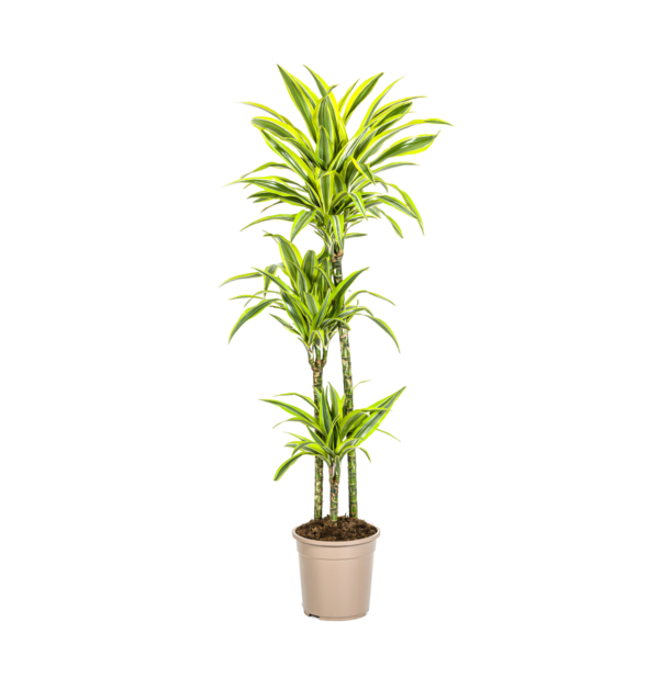 Dracaena Deremensis “Lemon Lime” | Drachenbaum | +/- 140cm | ø 24cm Topf