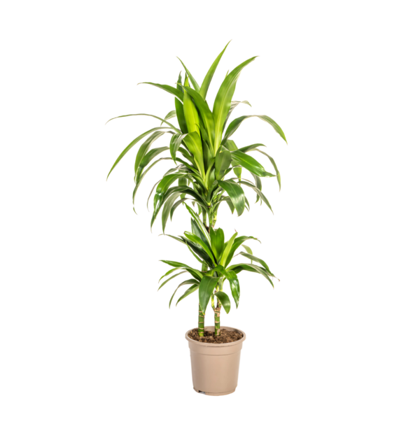 Dracaena Deremensis “Lisa” | Drachenbaum | +/- 80cm | ø 19cm Topf