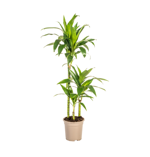 Dracaena Deremensis “Lisa” | Drachenbaum | +/- 100cm | ø 21cm Topf