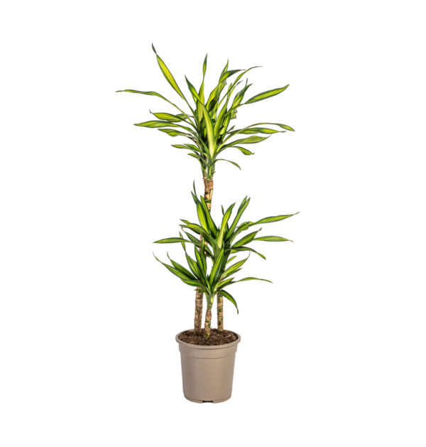 Dracaena Deremensis “Rikki” | Drachenbaum | +/- 100cm | ø 21cm Topf