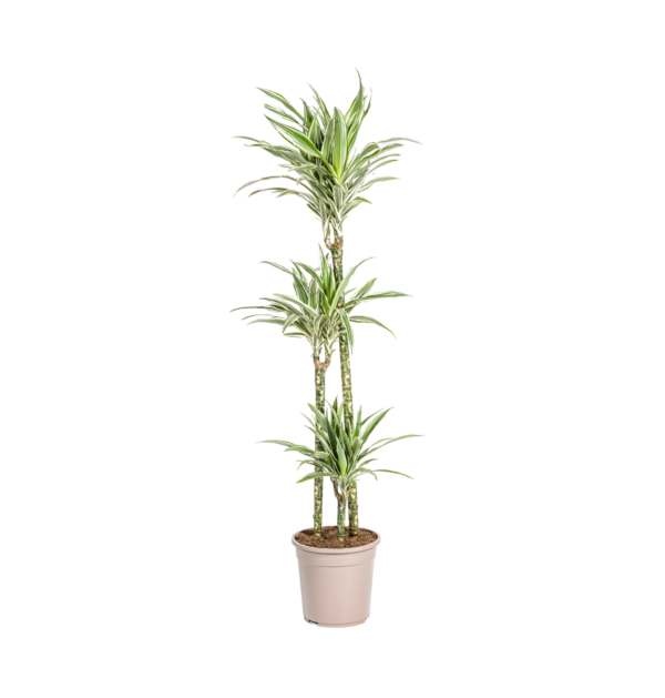 Dracaena Deremensis “White Stripe” | Drachenbaum | +/- 140cm | ø 24cm Topf