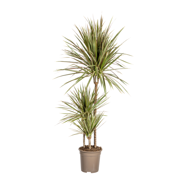 Dracaena Marginata “Bicolor” | Drachenbaum | +/- 120cm | ø 21cm Topf