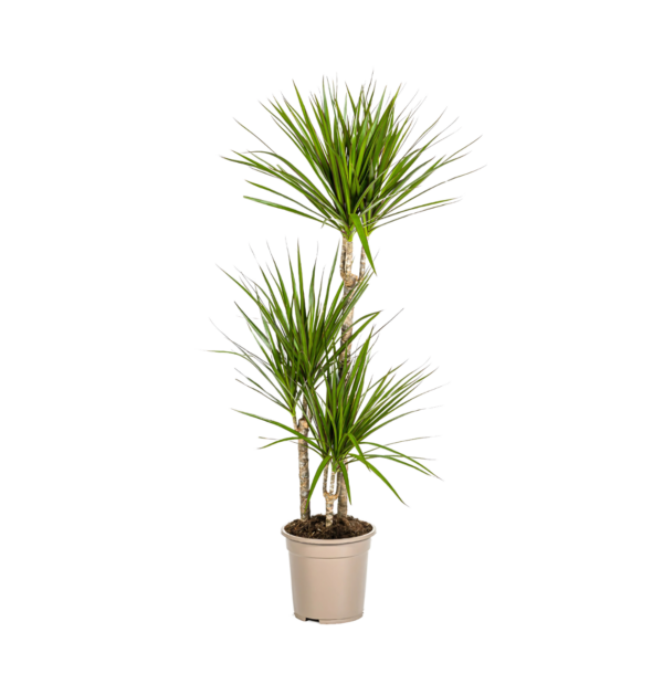 Dracaena Marginata “Green” | Drachenbaum | +/- 120cm | ø 21cm Topf