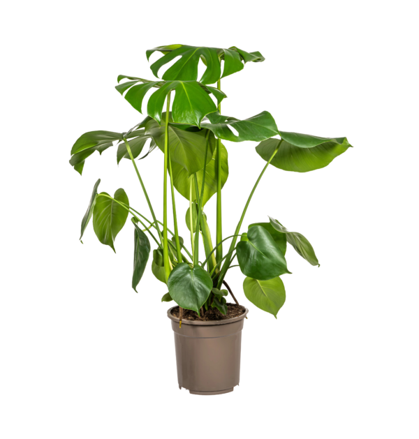 Monstera Deliciosa “Tauerii” | +/- 80cm | ø 21cm Topf