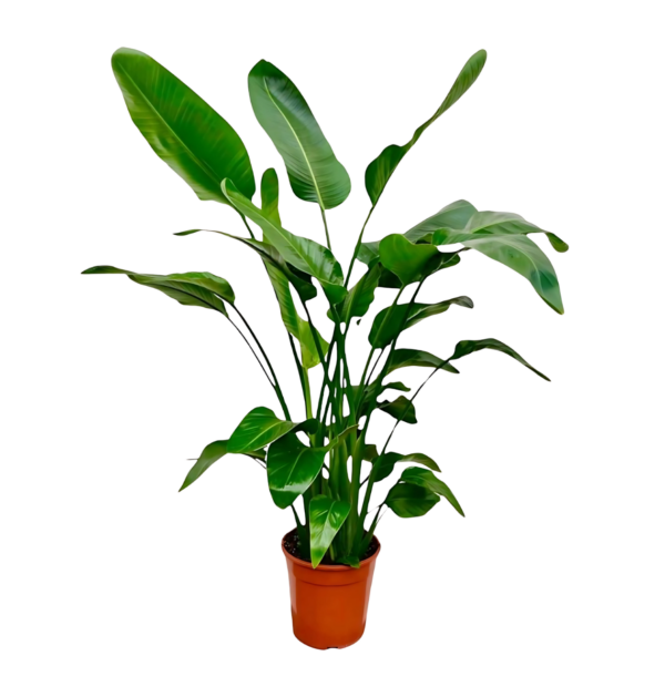 Strelitzia “Nicolai” | Baumstrelitzie | +/- 150cm | ø 21cm Topf