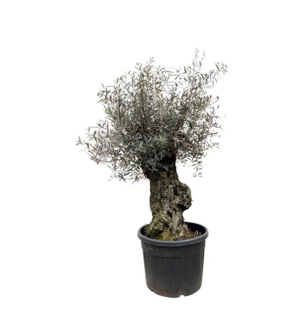 Olea Europaea “Bonsai” | Olivenbaum Bonsai | +/- 250cm | ø 65cm Topf