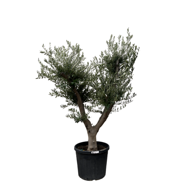 Olea Europaea “Cultivo” | Olivenbaum | +/- 225cm | ø 60cm Topf