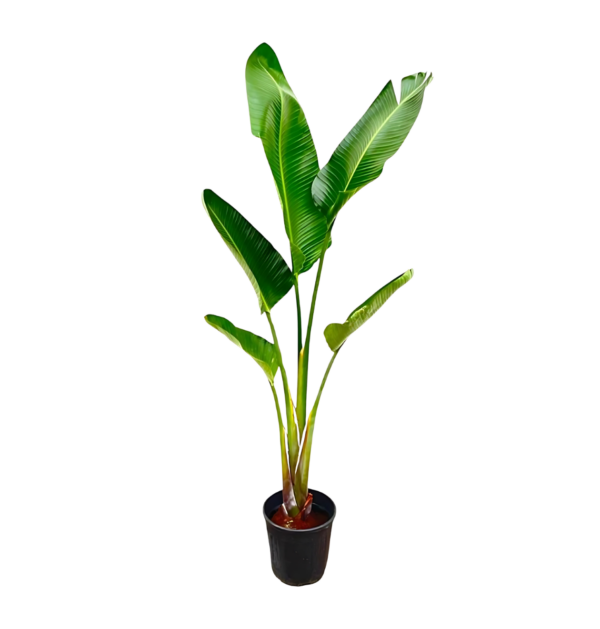 Strelitzia “Augusta” | Weiße Paradiesvogelblume | +/- 210cm | ø 30cm Topf