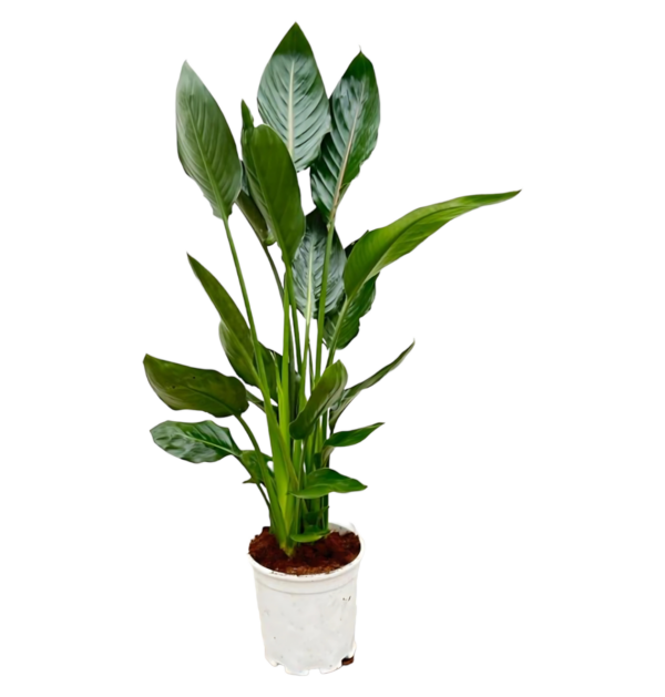 Strelitzia “Reginae” | Paradiesvogelblume | +/- 100cm | ø 19cm Topf