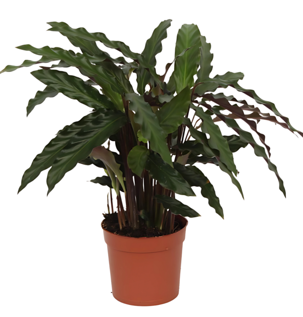 Calathea “Elgergrass” | Korbmarante | +/- 40cm | ø 12cm Topf