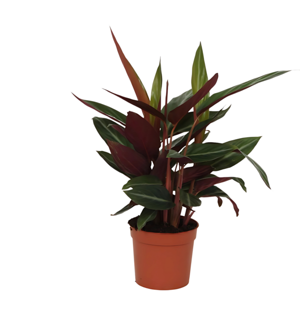 Calathea “Stripestar” | Korbmarante | +/- 40cm | ø 12cm Topf