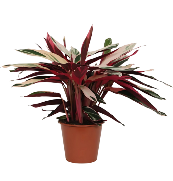 Calathea “Triostar” (Stromanthe) | Korbmarante | +/- 80cm | ø 19cm Topf