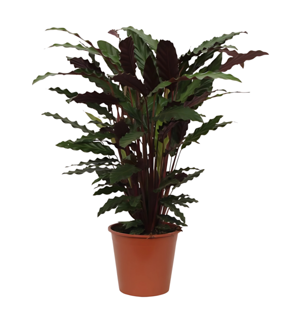 Calathea “Wavestar” | Korbmarante | +/- 80cm | ø 19cm Topf