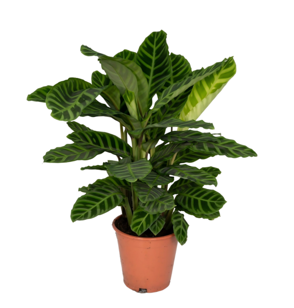 Calathea “Zebrina” | Korbmarante | +/- 80cm | ø 19cm Topf