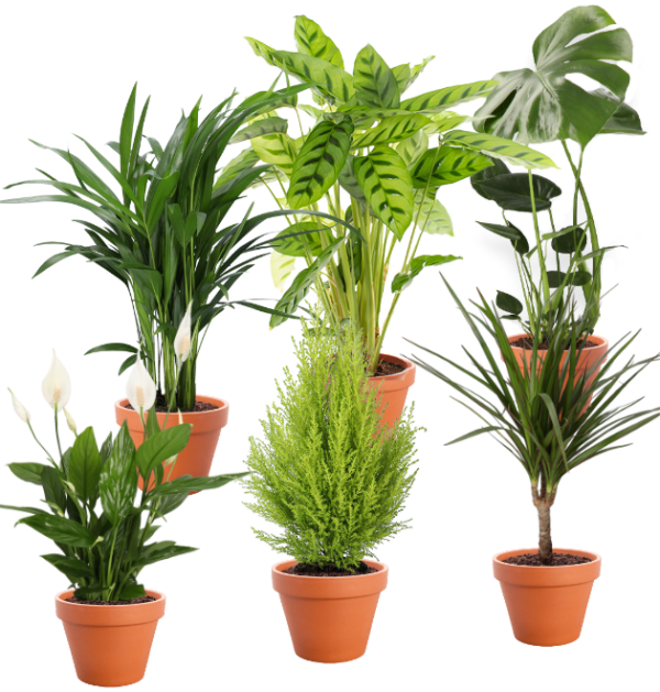 6er-Set | Monstera | Dracena | Calathea | Goldfruchtpalme | Goldcrest | Spathiphyllum | +/- 30-60cm | ø 12-15cm Topf