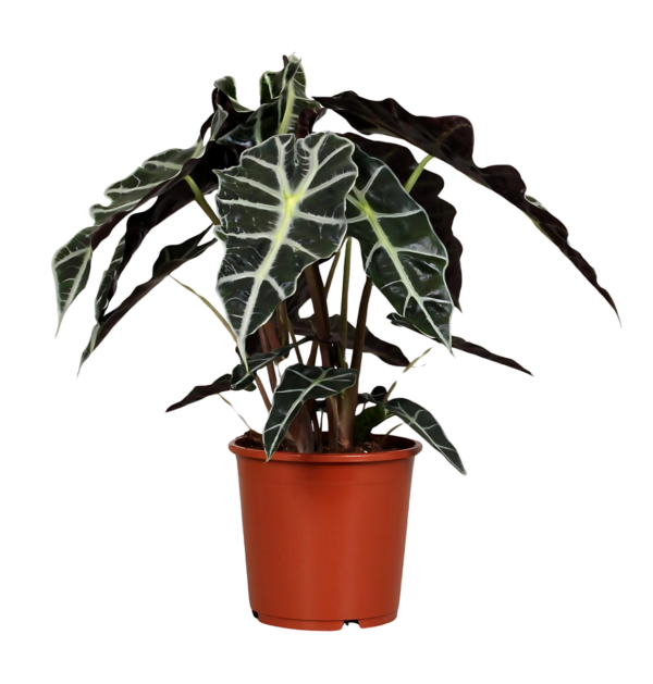 Alocasia “Polly” | Elefantenohr | +/- 45cm | ø 17cm Topf