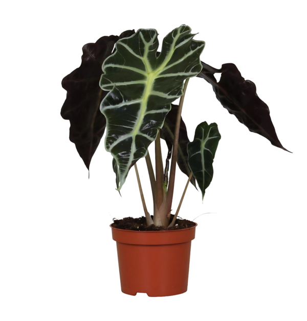 Alocasia “Amazonica Polly” | Elefantenohr | +/- 30cm | ø 12cm Topf