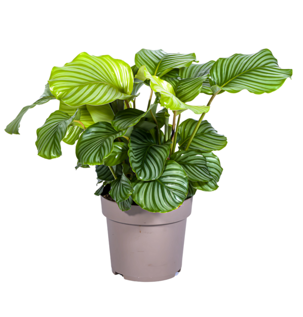 Calathea “Orbifolia” | Korbmarante | +/- 80cm | ø 27cm Topf