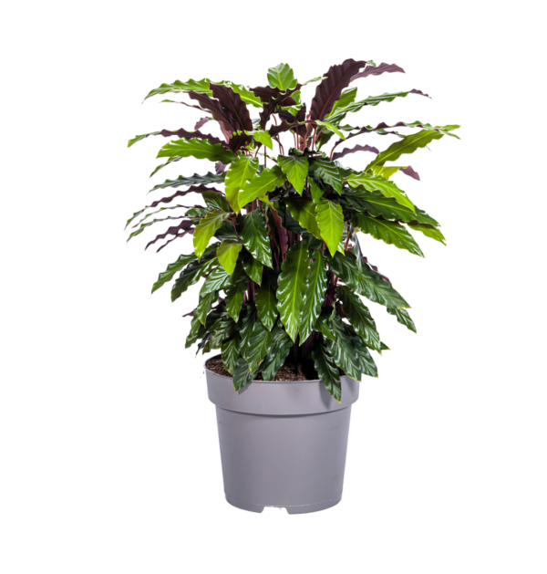 Calathea “Rufibarba” | Korbmarante | +/- 70cm | ø 27cm Topf