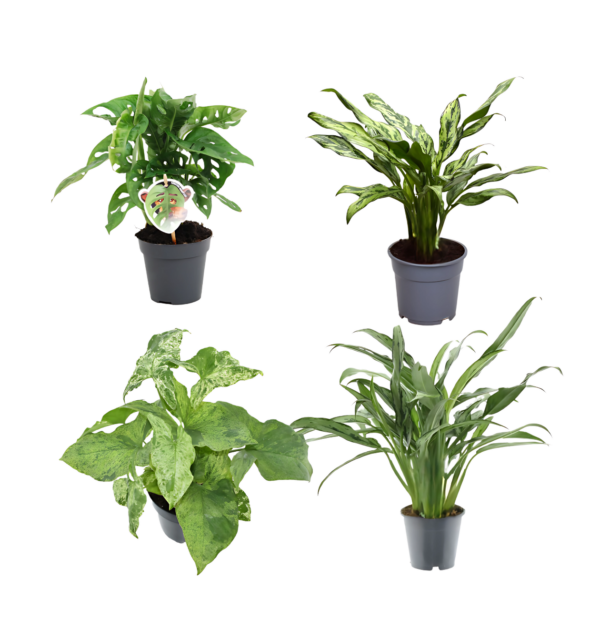 4er-Set “Grünpflanzen” | Monstera Affenblatt | Aglaonema “Miss Juliette” | Aglaonema “Cutlass” | Syngonie | +/- 25-40cm | ø 12cm Topf