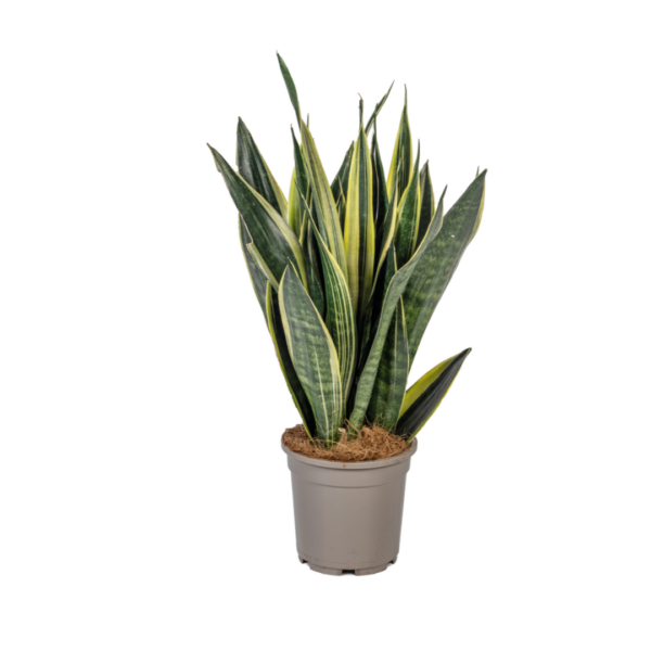 Sansevieria Trifasciata “Canary” | Bogenhanf | +/- 50-55cm | ø 17cm Topf