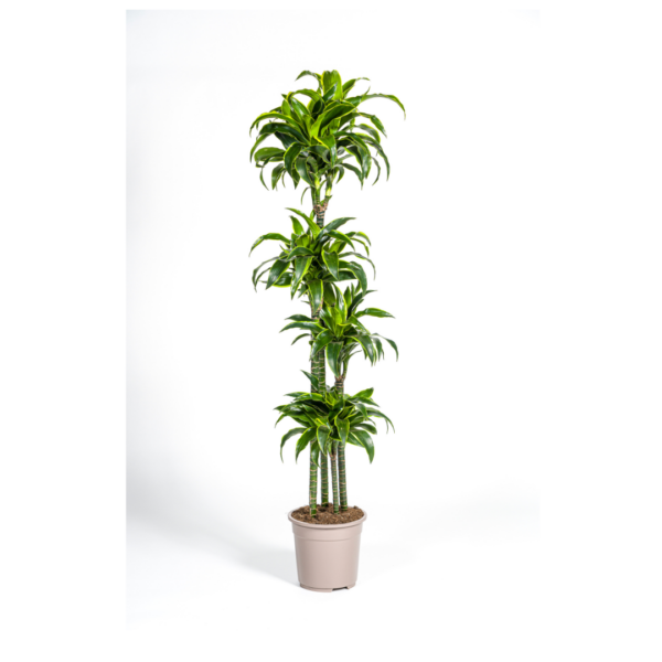 Dracaena Deremensis “Dorado” | Drachenbaum | +/- 180cm | ø 27cm Topf