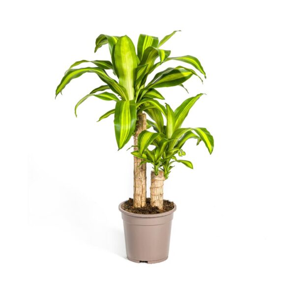 Dracaena Fragrans “Massangeana” | Drachenbaum | +/- 80cm | ø 19cm Topf