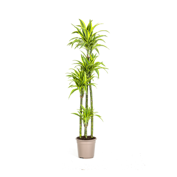 Dracaena Deremensis “Lemon Lime” | Drachenbaum | +/- 180cm | ø 27cm Topf