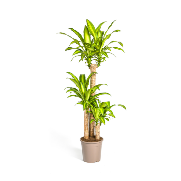 Dracaena Fragrans “Massangeana” | Drachenbaum | +/- 140cm | ø 24cm Topf